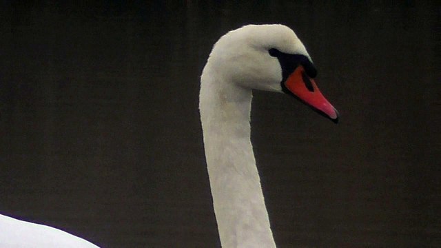 Marais salants Guérande - décembre 2016