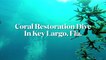 Sport Diver In The Field: Scuba Diving With The Coral Restoration Foundation in Key Largo, Florida
