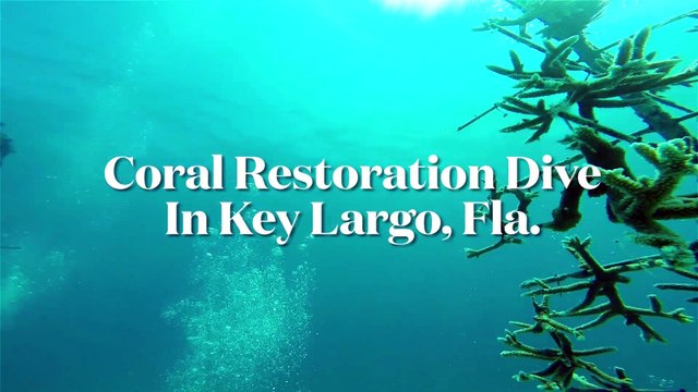 Sport Diver In The Field: Scuba Diving With The Coral Restoration Foundation in Key Largo, Florida