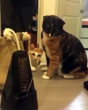 Un métronome fait peur à ces chats