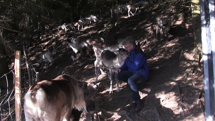 Renos de Santa amenazados: granja francesa intenta protegerlos