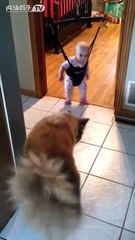 dog teaching cute baby how to jump