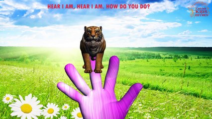 Finger Family Tiger Vs Lion | 3D Animation Nursery Songs