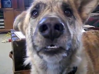 He Tells His Dog That He Ate All The Food… Easily My Favorite Dog Video!