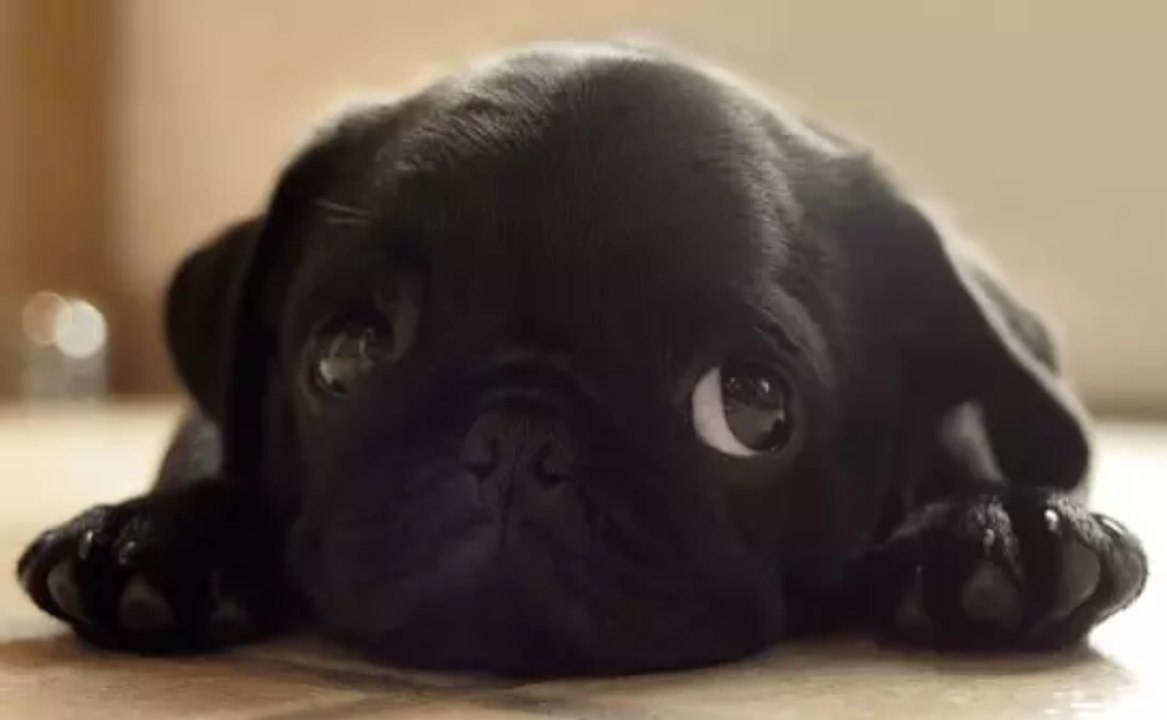 Маленький черный мопсик)))