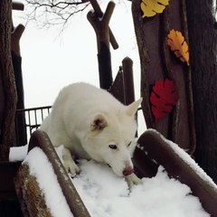While the Kids are Away the Husky Will Play