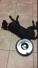 video drole : chien feignant VS robot aspirateur