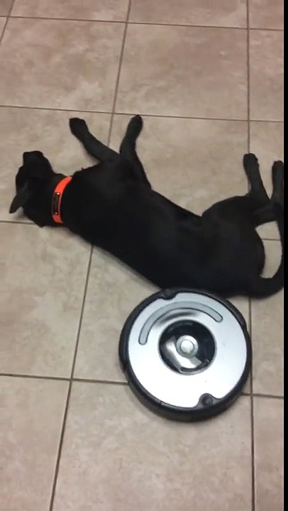 video drole : chien feignant VS robot aspirateur