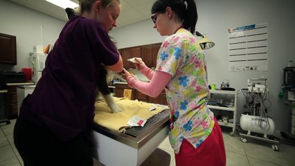 Welcome to Utah Veterinary Hospital