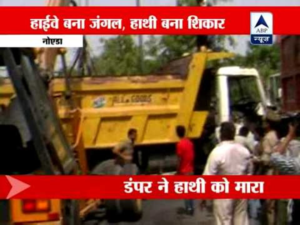 Elephant pair knocked down by tanker in Noida, one dies