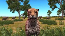 Finger Family Rhymes Cheetah | Animals Cartoons Finger Family Nursery Rhymes for Children