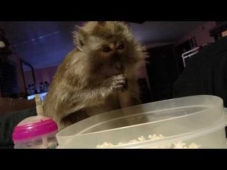 Monkey Agrees That Movies Are Always Better With Popcorn