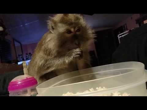 Monkey Agrees That Movies Are Always Better With Popcorn