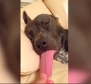 Funniest Sleepy Dog & Cat Videos of 2016 | Cutest Animals 2017 | Funny Pet Video Compilation