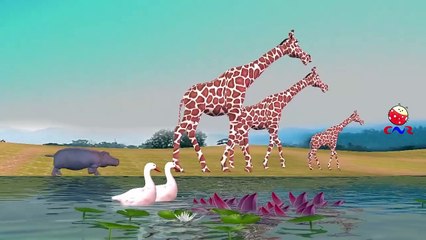 Finger Family Children Nursery Rhymes for Preschool | Hippo Cartoons for Kids