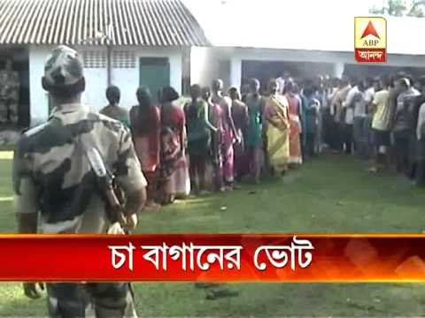 phase 5 tea garden vote pkg 2507