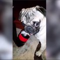 Pug Life! The Funniest & Cutest Pug Home Videos Weekly Compilation | Funny Pet Videos | Funny Pet Video Compilation