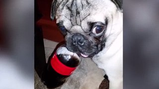 Pug Life! The Funniest & Cutest Pug Home Videos Weekly Compilation | Funny Pet Videos | Funny Pet Video Compilation