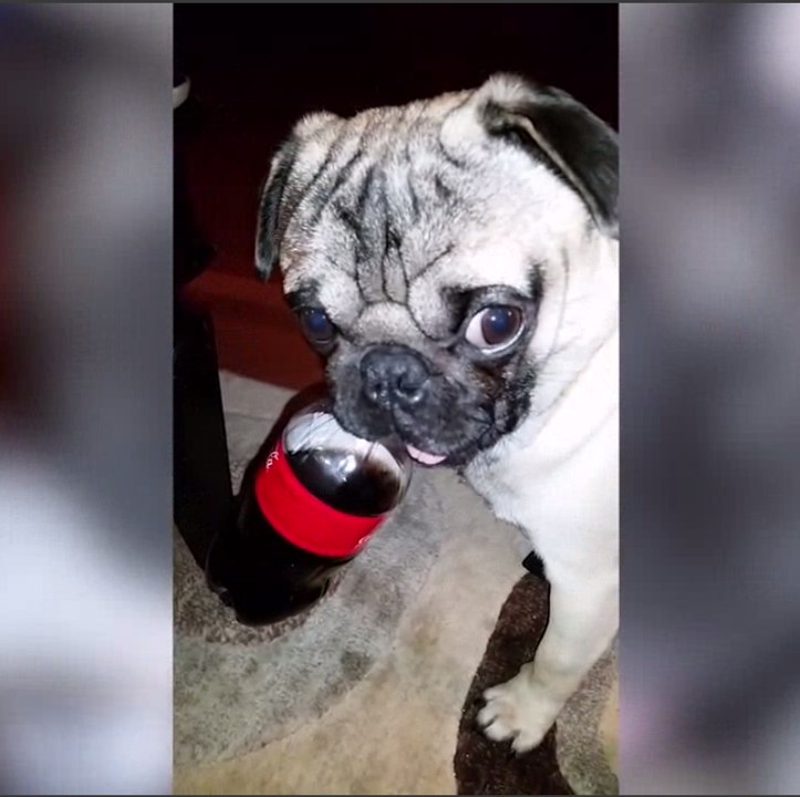 Pug Life! The Funniest & Cutest Pug Home Videos Weekly Compilation | Funny Pet Videos | Funny Pet Video Compilation