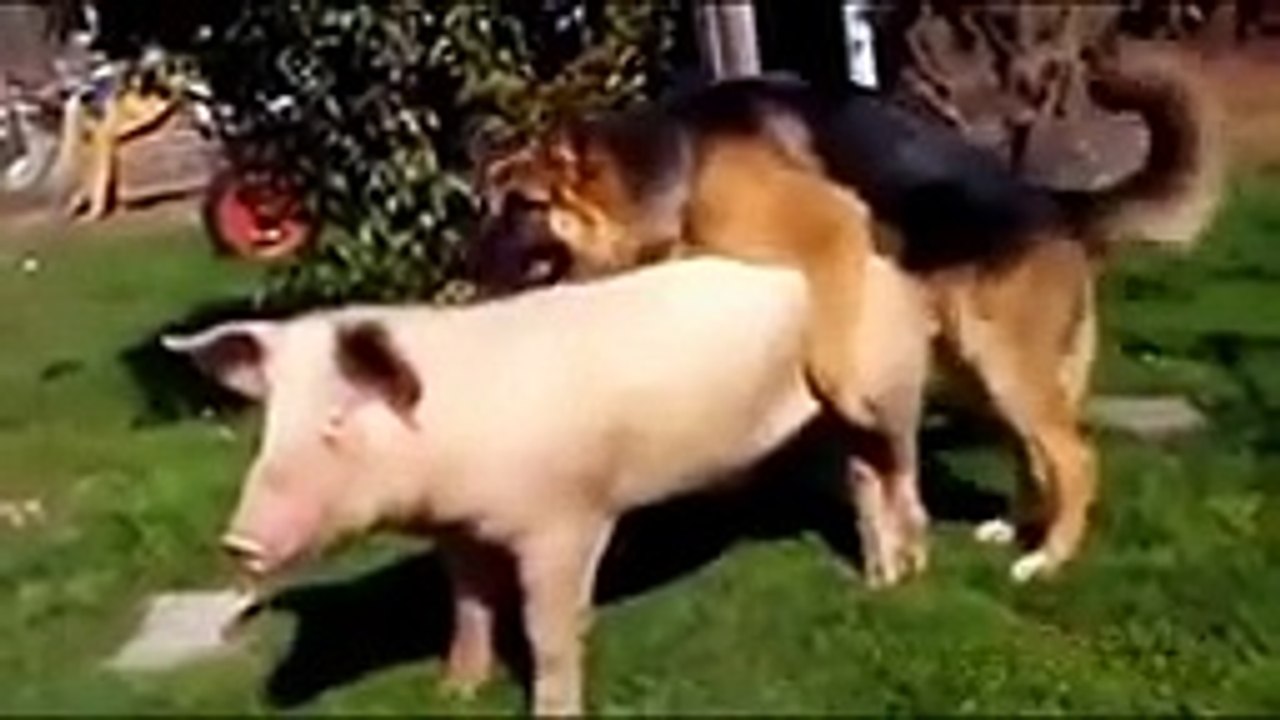mating-Amazing animal Mating-best mating