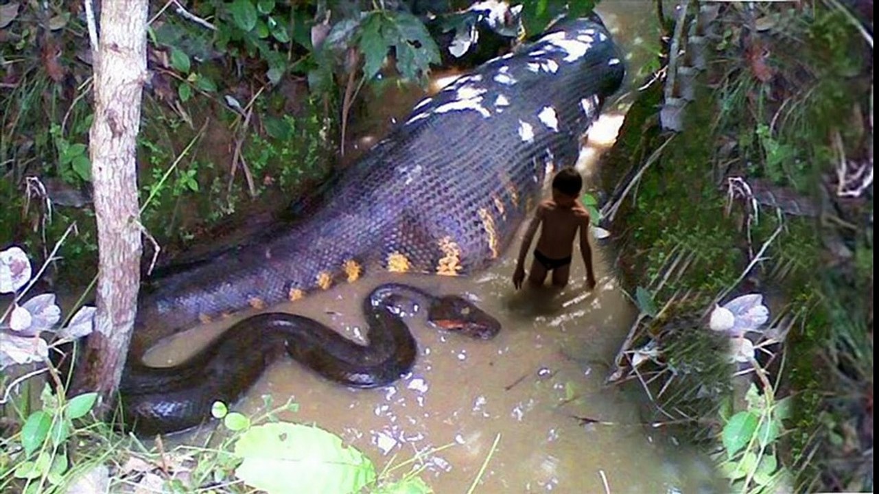 GIANT SNAKE ON EARTH 2016