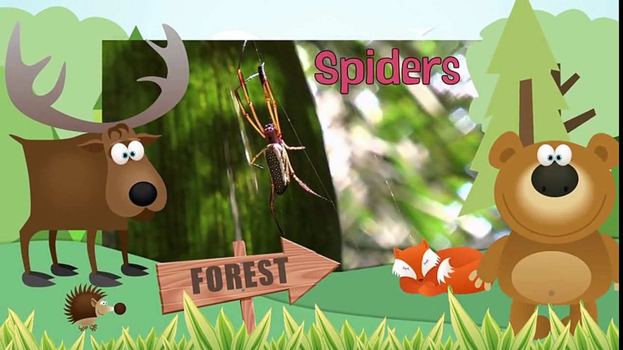 SPIDERS - Animals for children. Kids videos. Kindergarten - Preschool learning