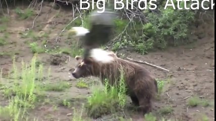 When Crazy Animals Attack Big Birds Attack - Best Funny Animals