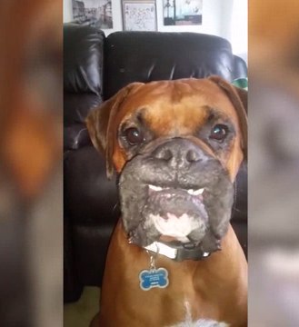 Funniest Cute Pets & Animals Bloopers of 2017 Weekly Compilation | Funny Pet Videos | Cutest Pet 2017 | Cutest Animals