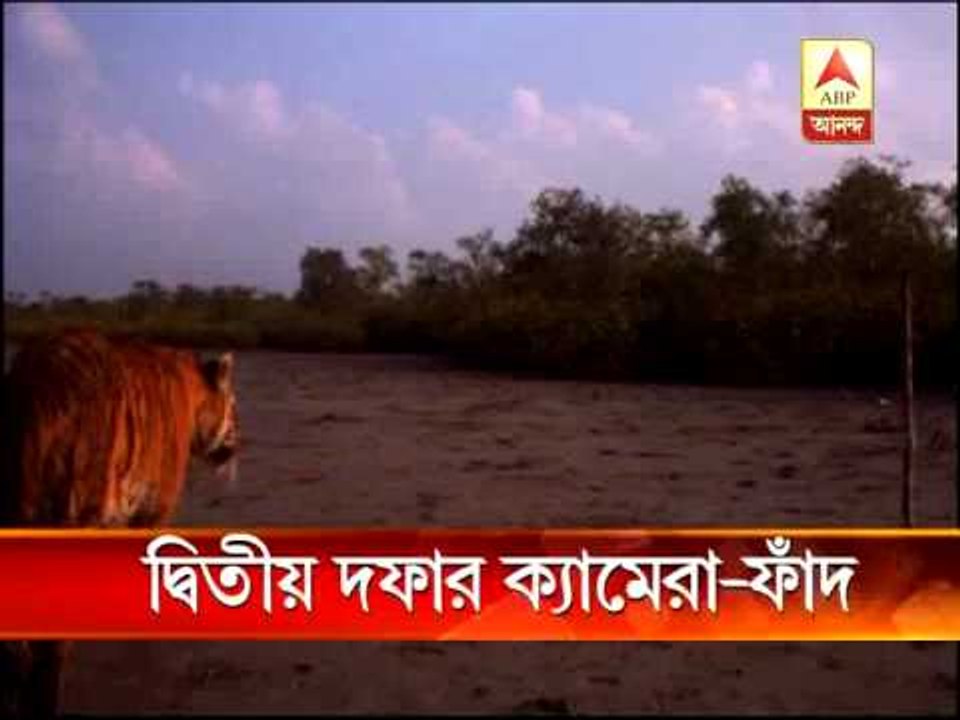 According to  census report, 103 tigers in Sunderban