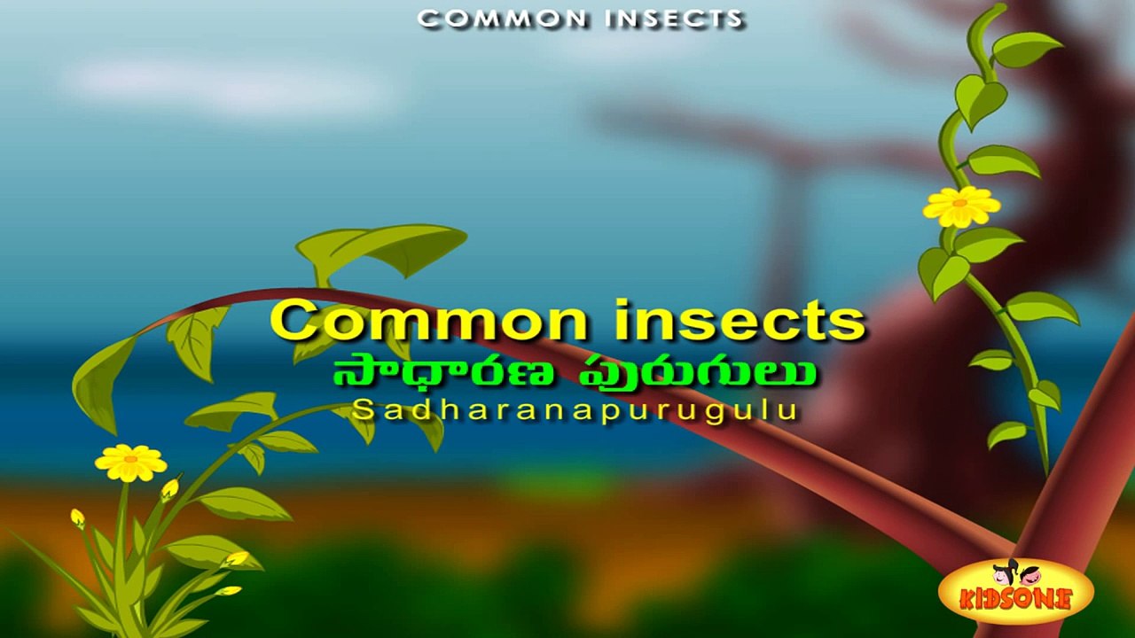 Learn || Common Insects || with Animation