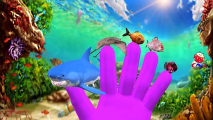 Sea Animals In The Ocean Swimming And Singing Finger Family Nursery Rhymes For Children