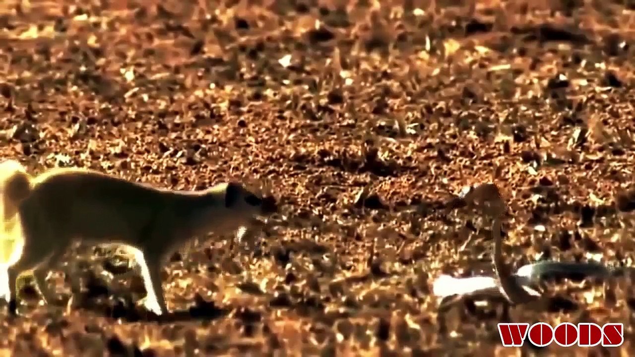 Snake vs Mongoose real fight - Most amazing wild animal attacks | WOODS