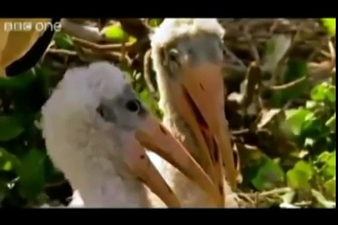 Punjabi Dubbing talking Animals very funny must...