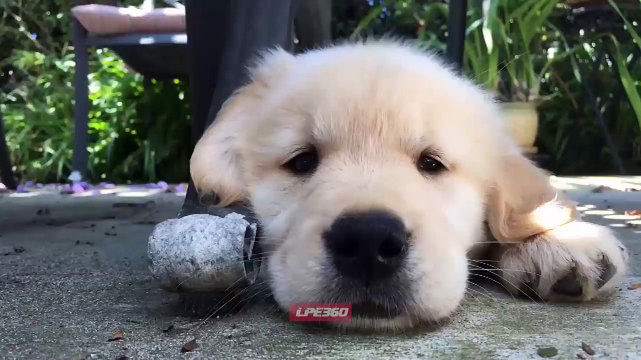 dog funny