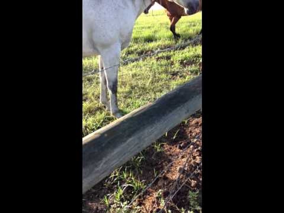 Letting the Horses In