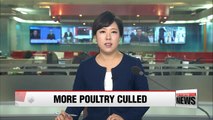 12.6% of Korea's poultry population culled in 35 days as bird flu spreads nationwide