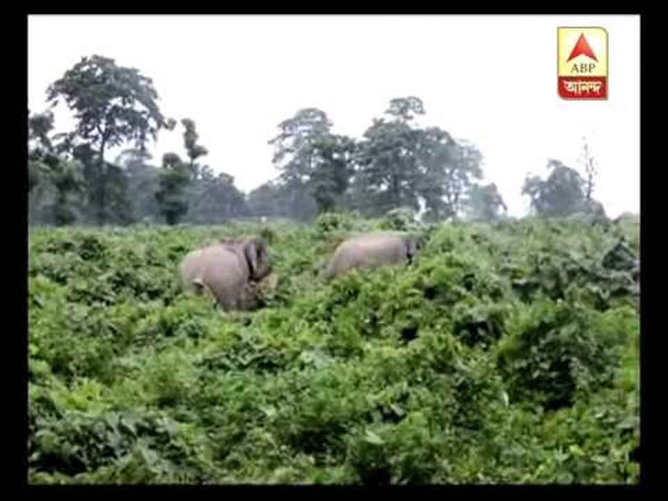 Elephants at Dooars camp