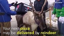 Santa’s (reindeer) helpers start a side-business