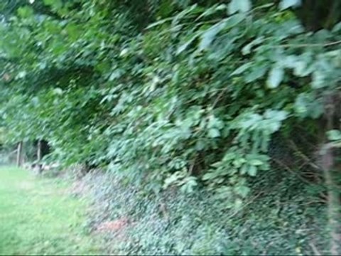 Chasse aux ragondins 2