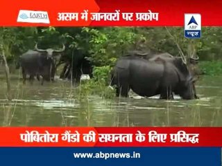 Rhino killed in Pobitora Wildlife Sanctuary