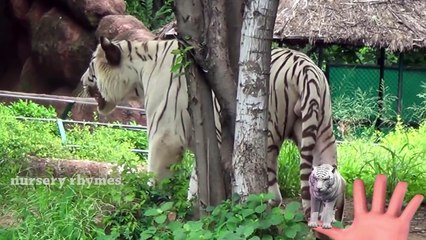 Finger Family || REAL WHITE TIGER FOR KIDS version || Nursery Rhymes and Baby Songs