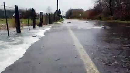 Des poissons profitent des inondations pour traverser une route