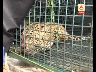 leopard trapped at binaguri forest