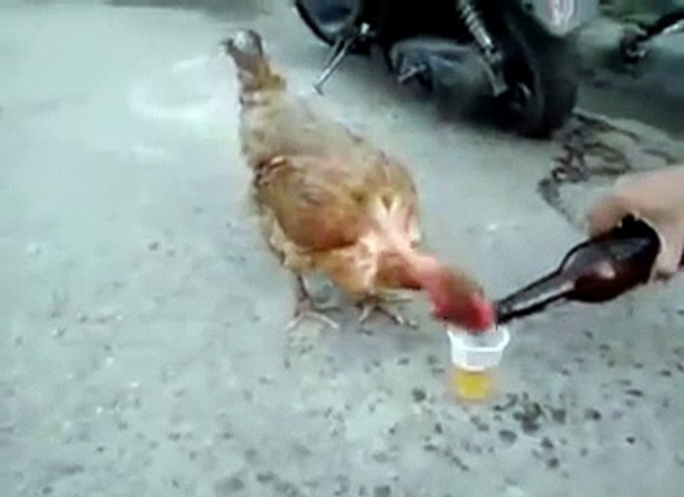 Cock drinking bear