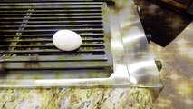 The Magic Egg - Egg with 2 Yolks!