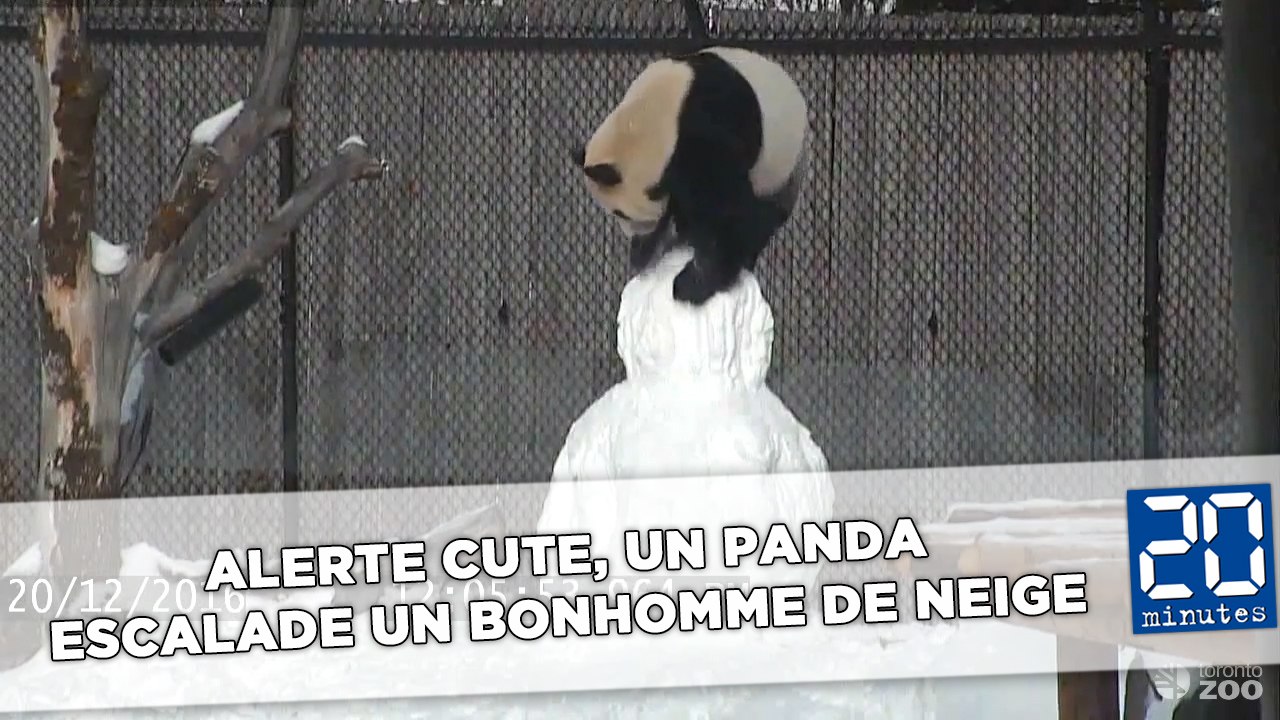 Alerte cute, un panda escalade un bonhomme de neige