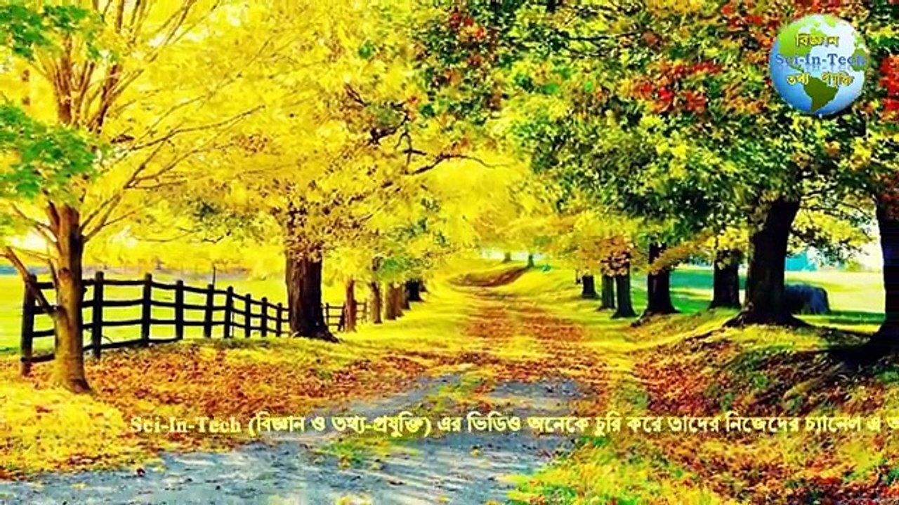 পৃথিবীর সবচেয়ে সুন্দর ও আকর্ষণীয় ১০ টি গাছ ।