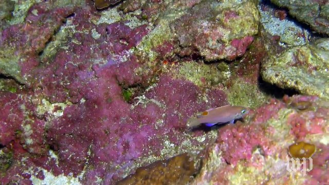Meet the Hawaiian fish named after President Obama