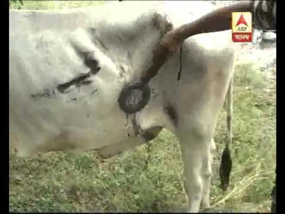 cow smuggling at Silliguri