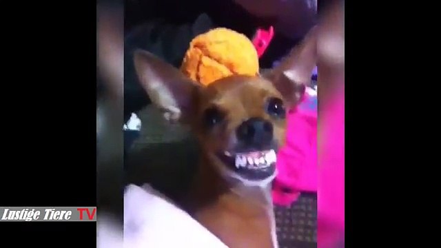 Lustige Katzen Tiere Zum Totlachen 22 BM